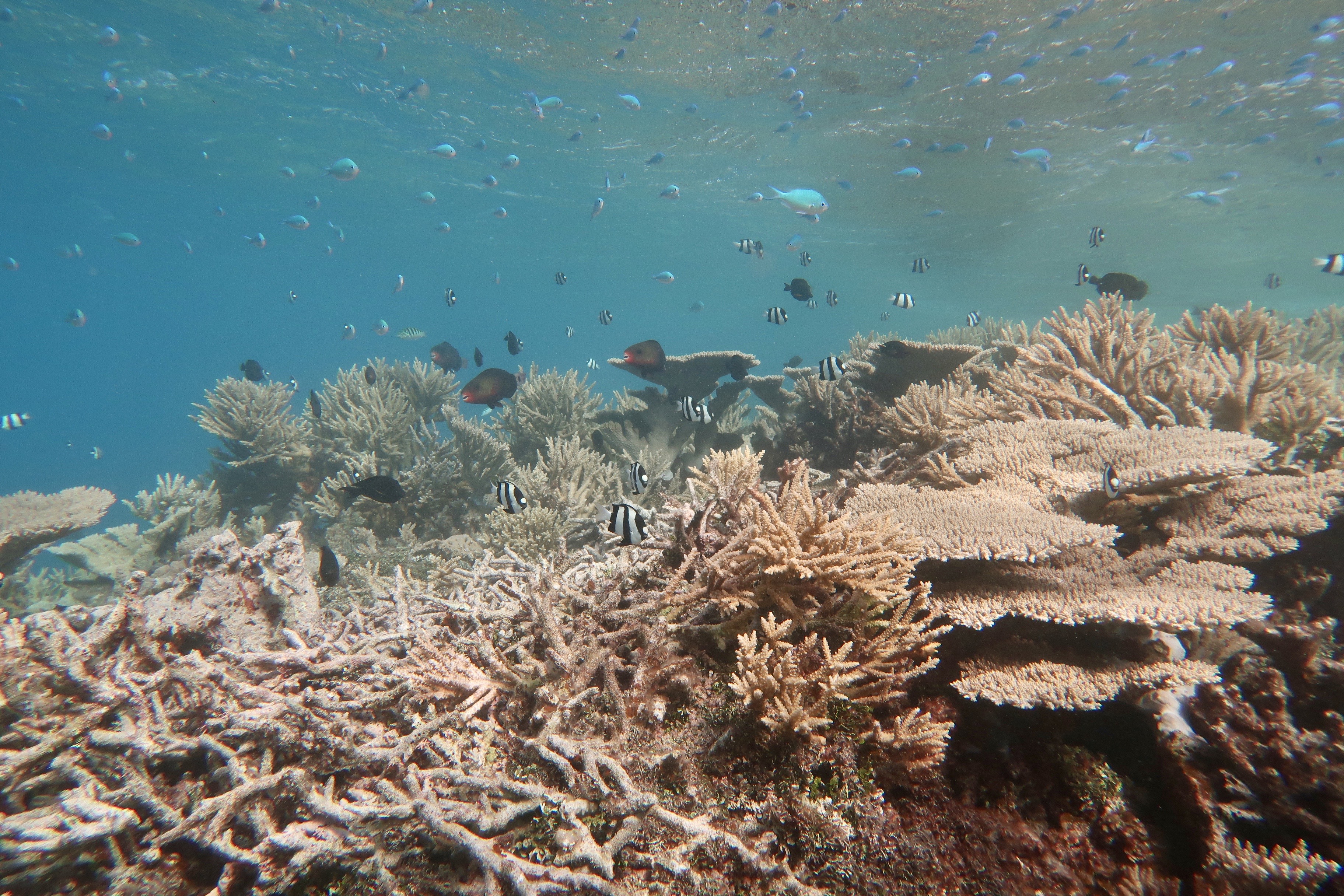 a herbivorous parrotfish