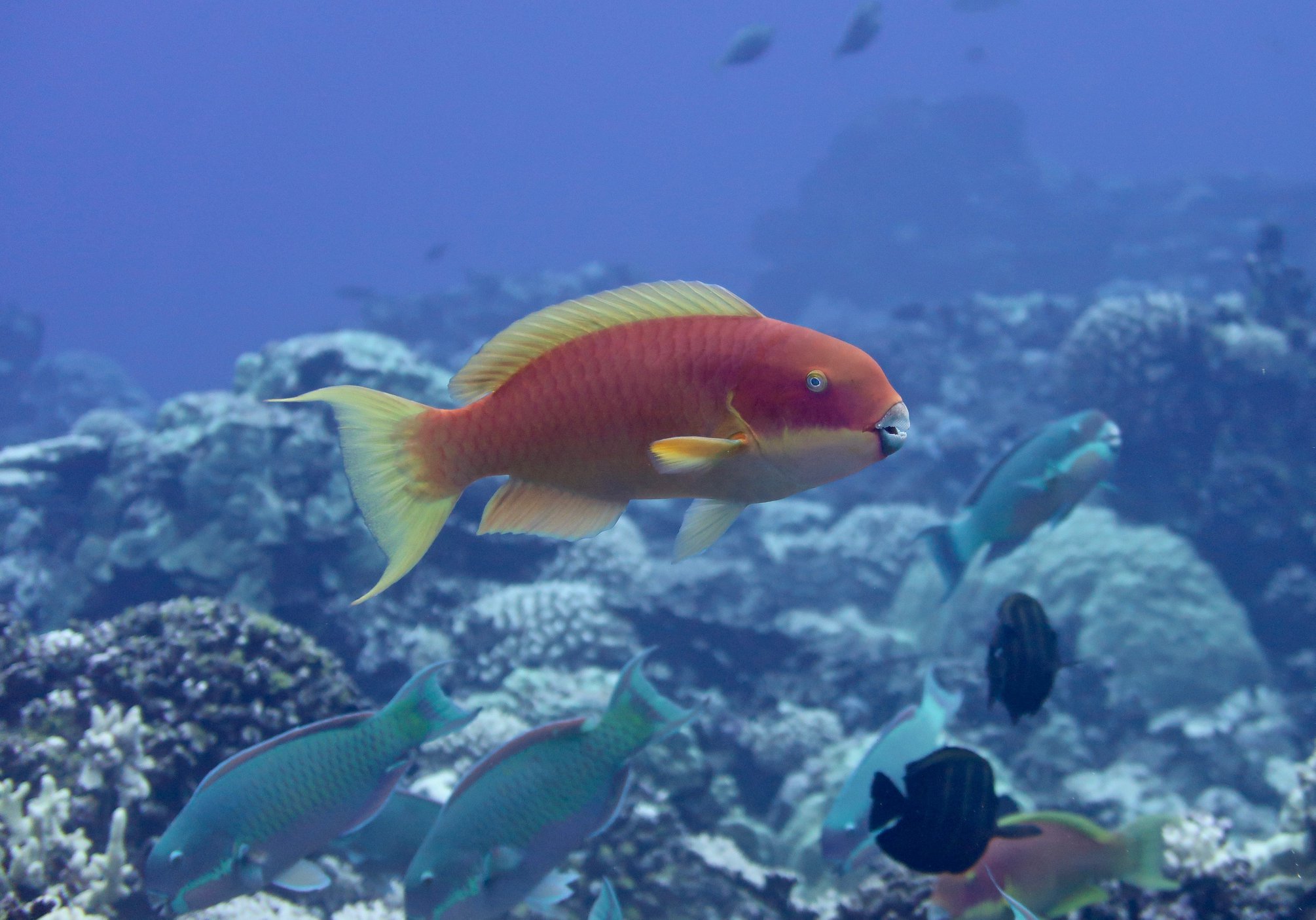 a herbivorous parrotfish